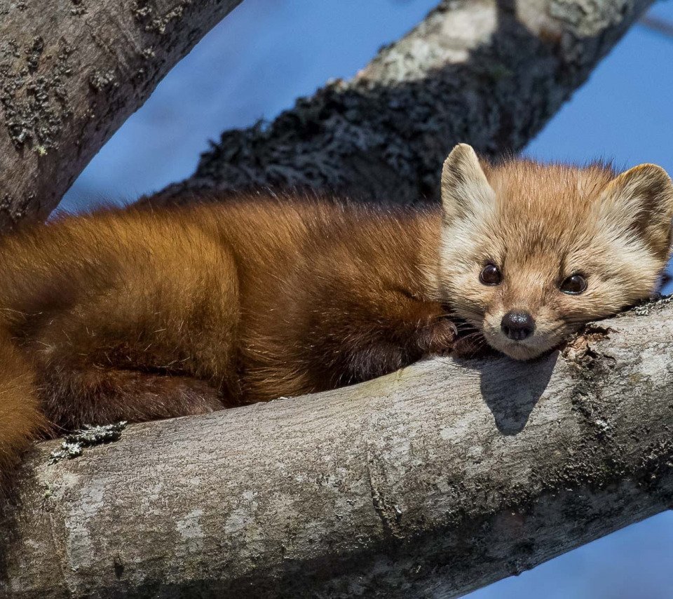Соболь Баргузин зверь