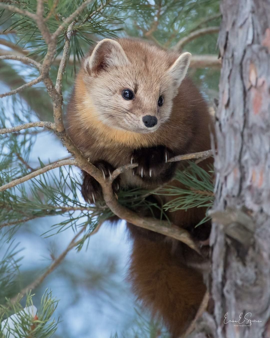 Баргузинский Соболь
