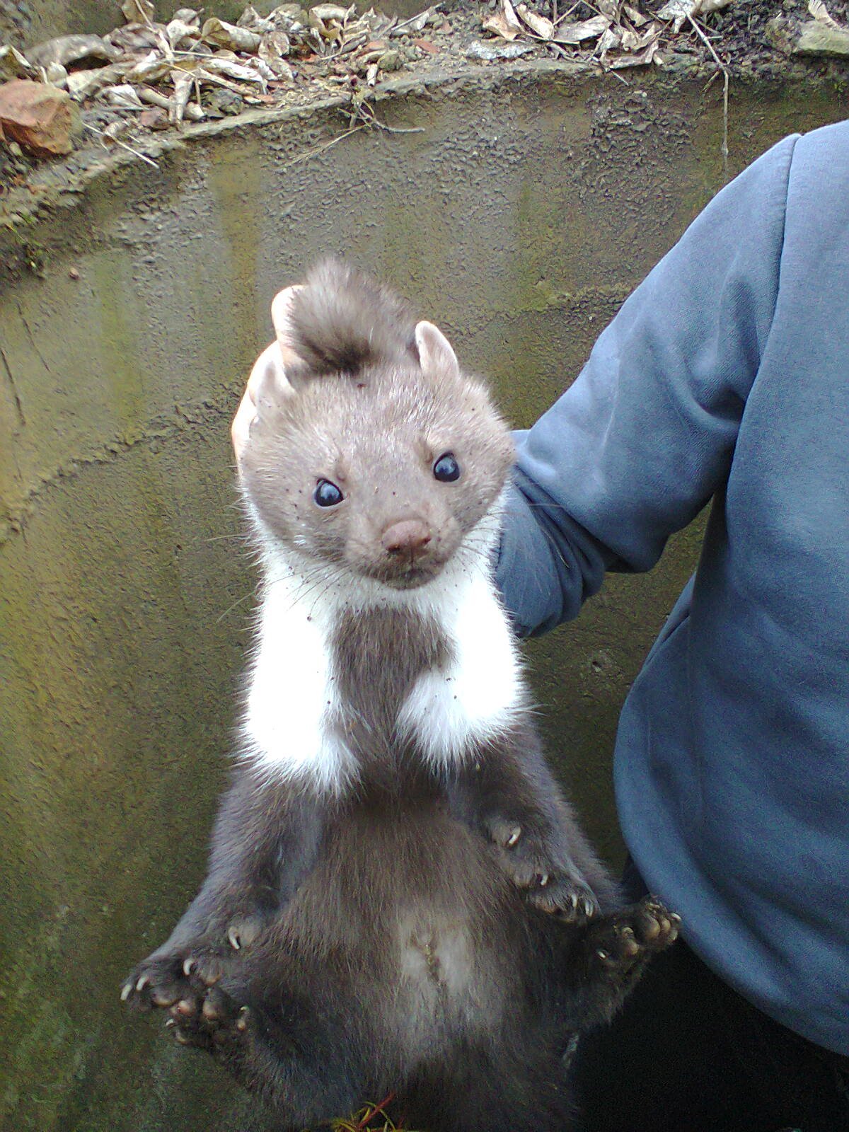 Лесная куница зубы