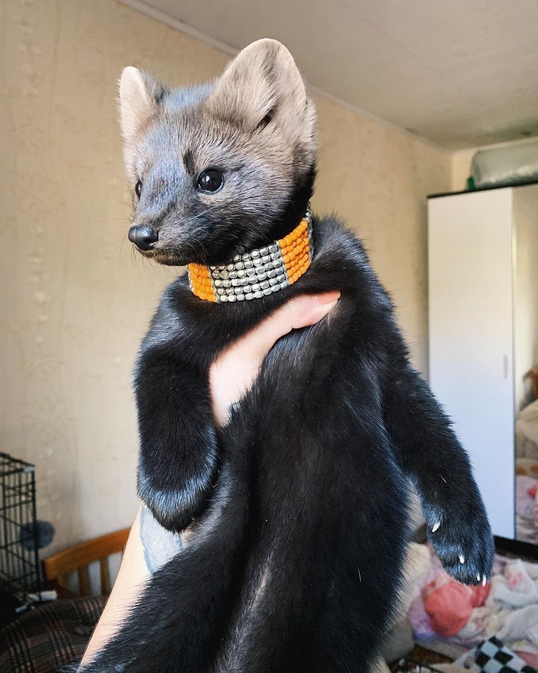 Соболь ручной