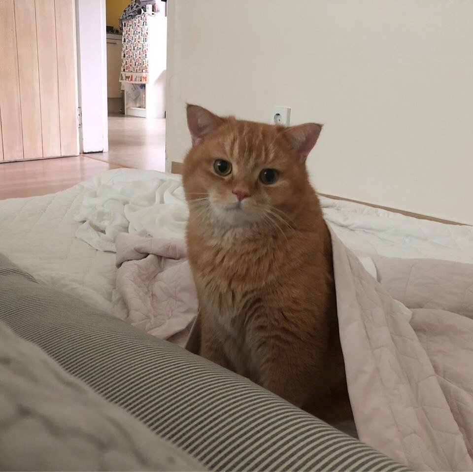 Кота разбудили