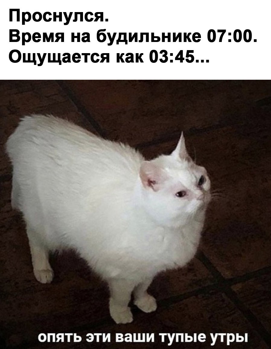 Опять эти ваши тупые утры