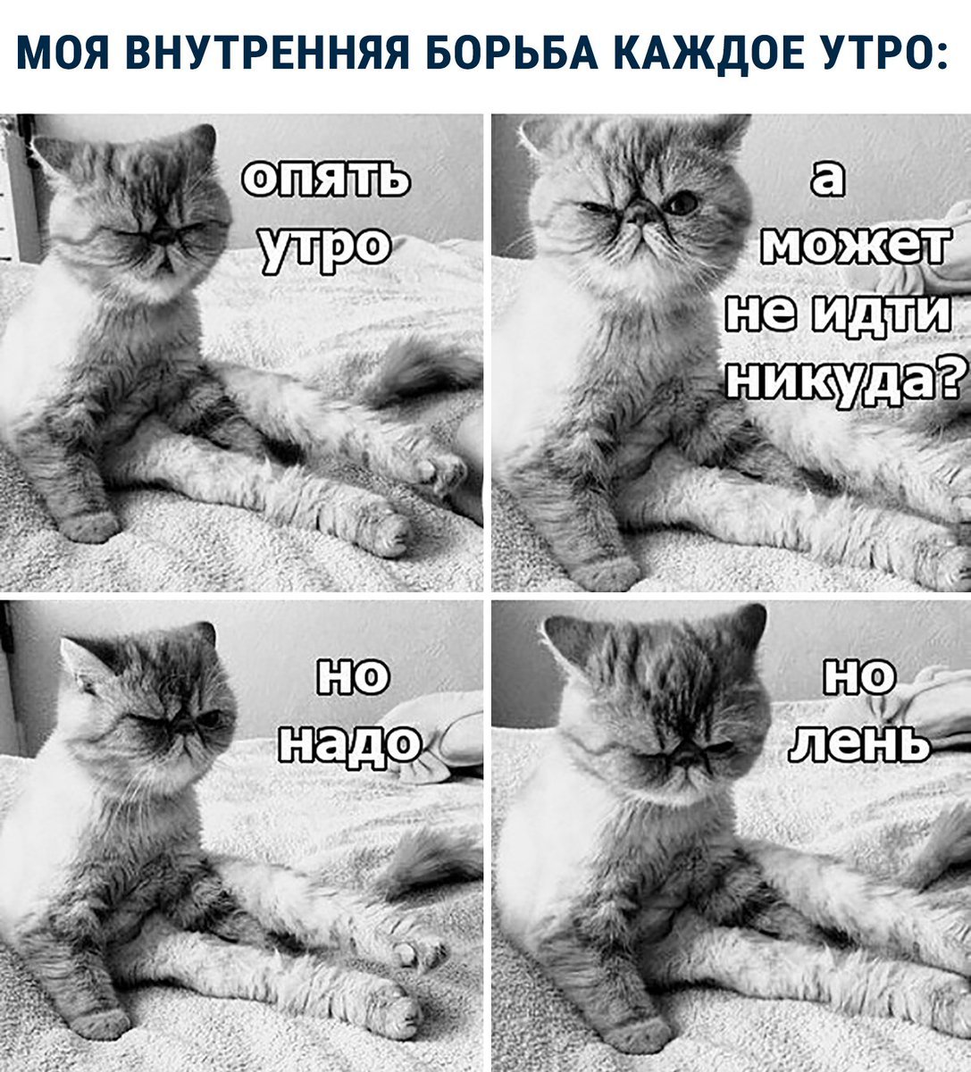 Утро кот Мем