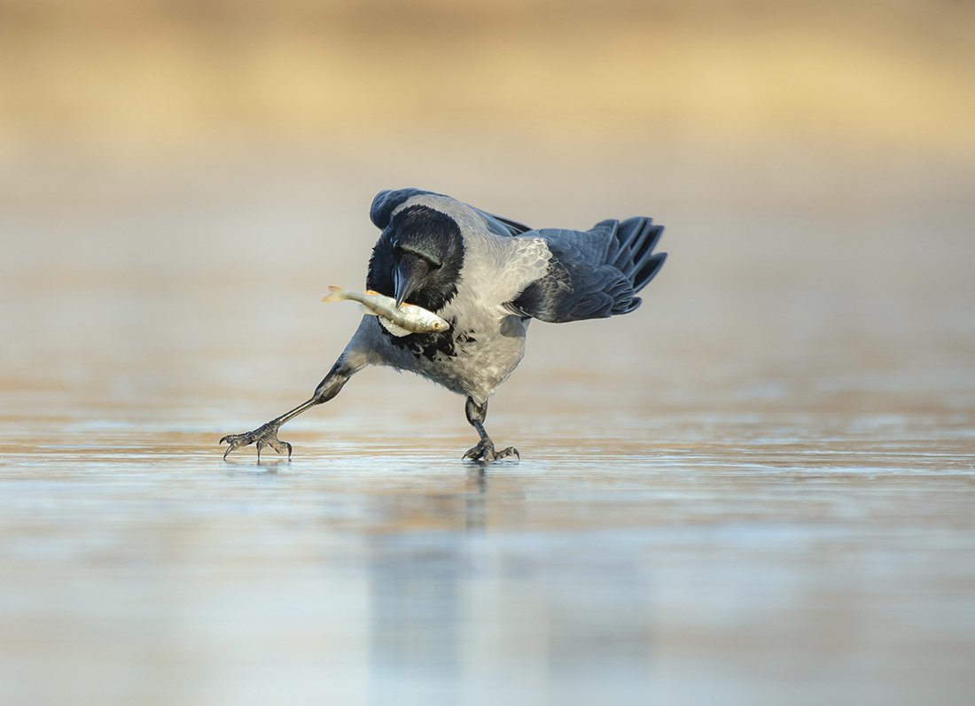 Пришла зима со Снегопадом сухой асфальт сменив на гололед