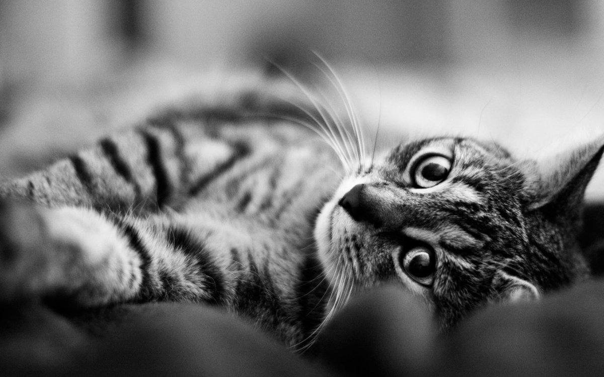 Котенок в ч/б