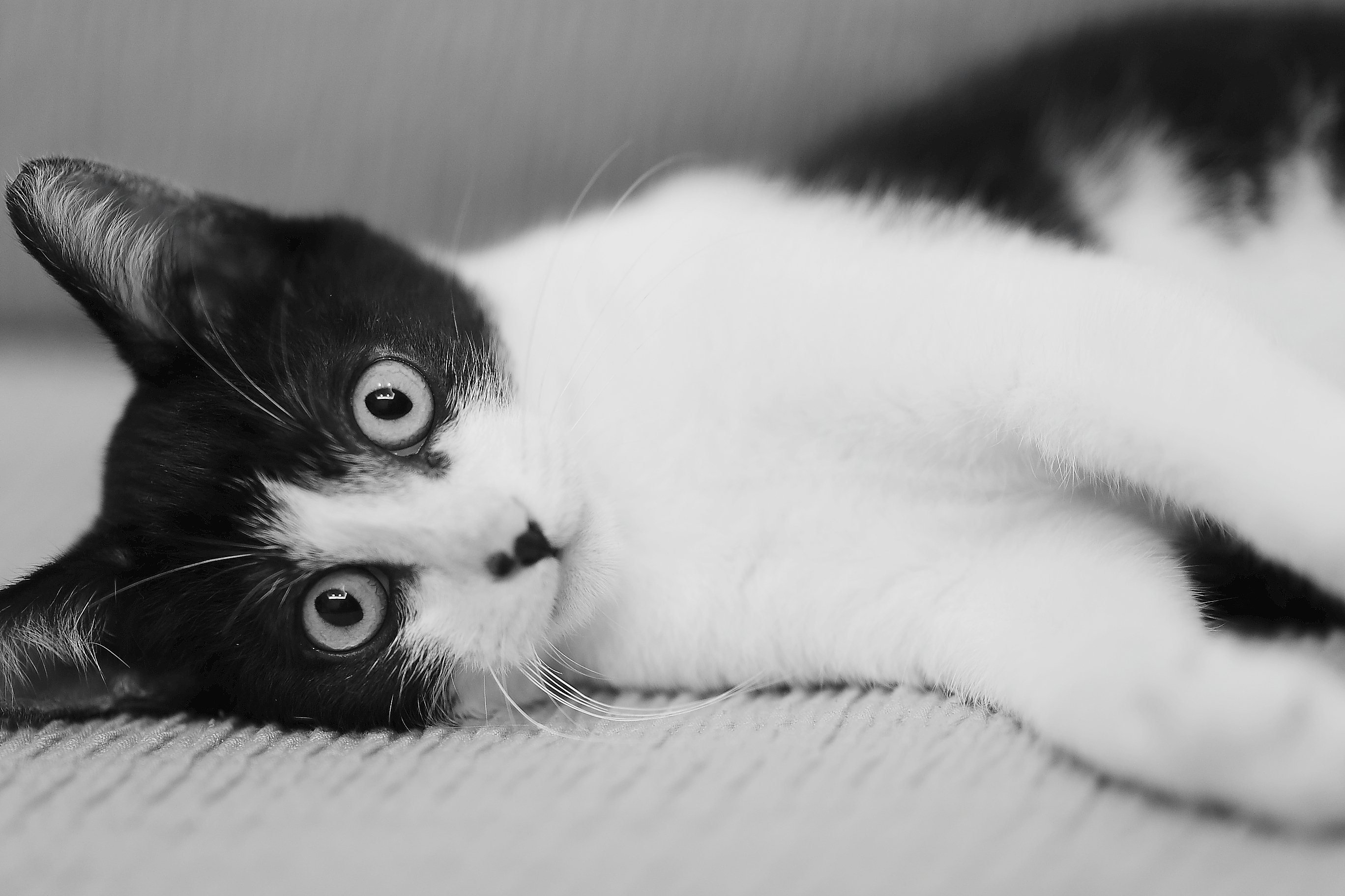 Черно белые картинки котят. Черно белый кот. Черно белая кошка. Котик черно белый. Котята чёрно белые.