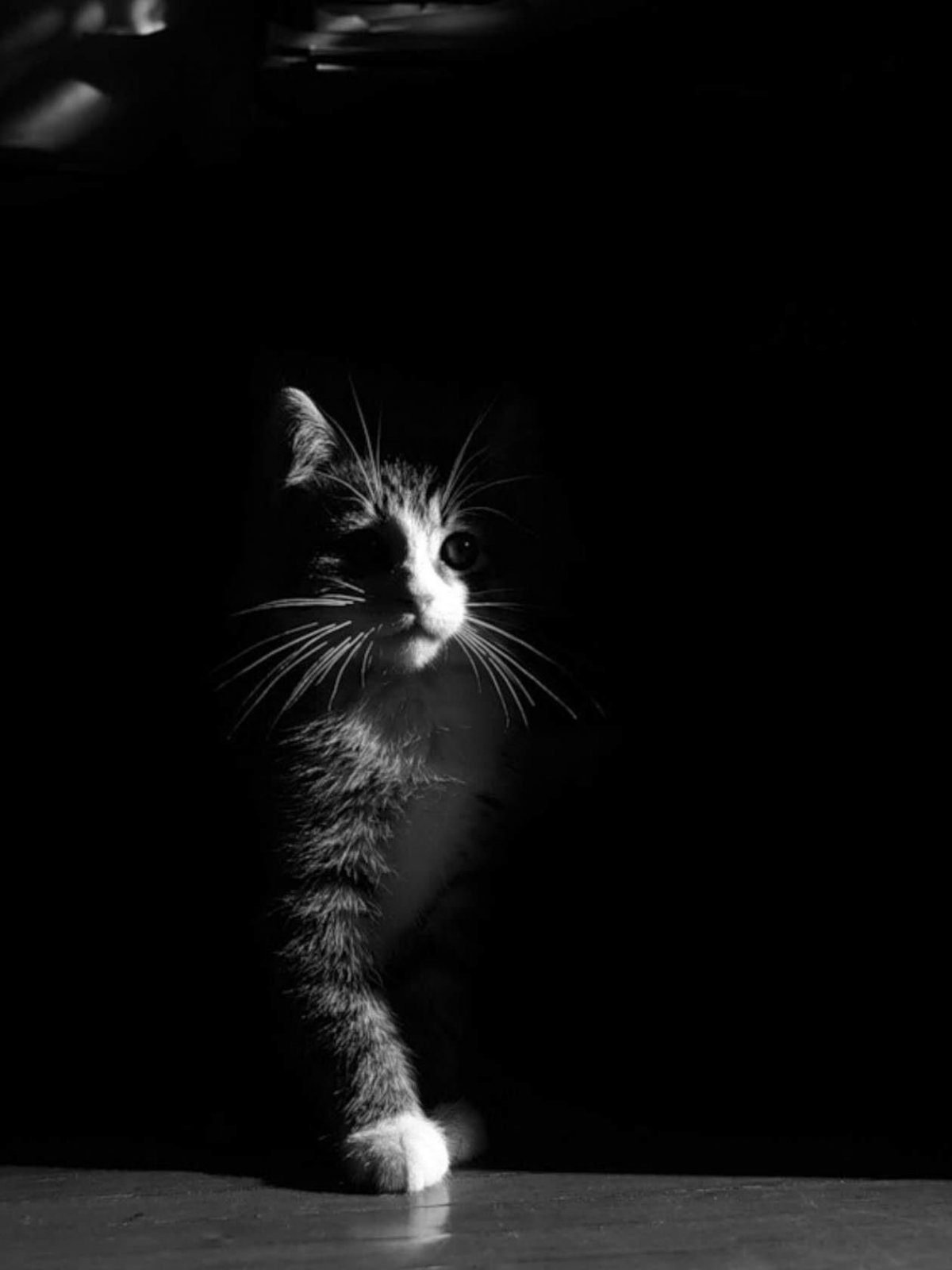 Котик черно белый