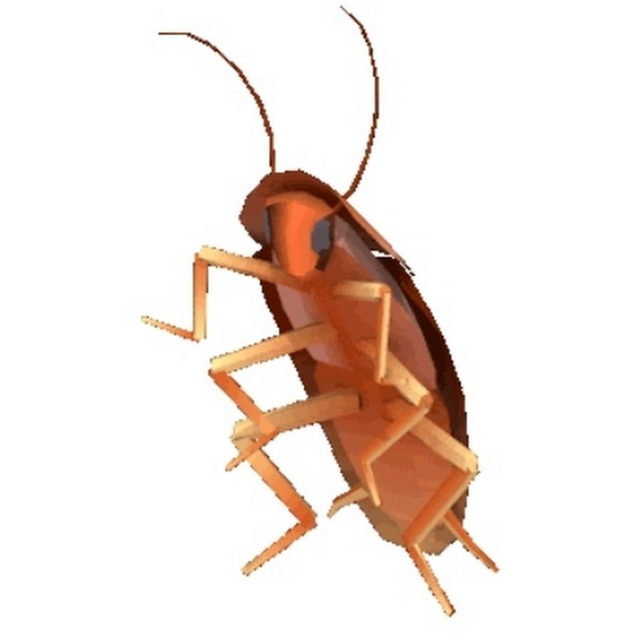 Turkey Cockroach