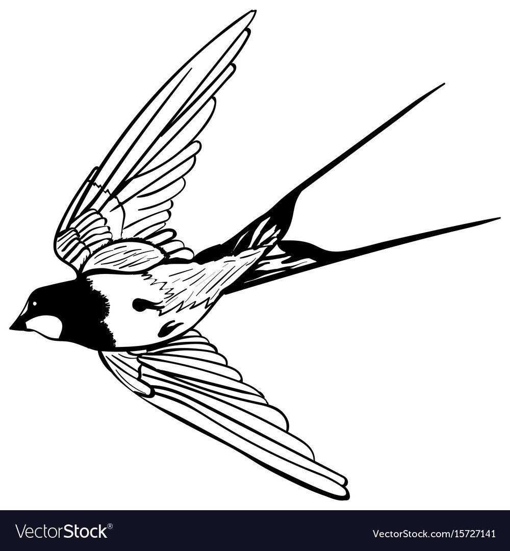 Ласточка раскраска для детей