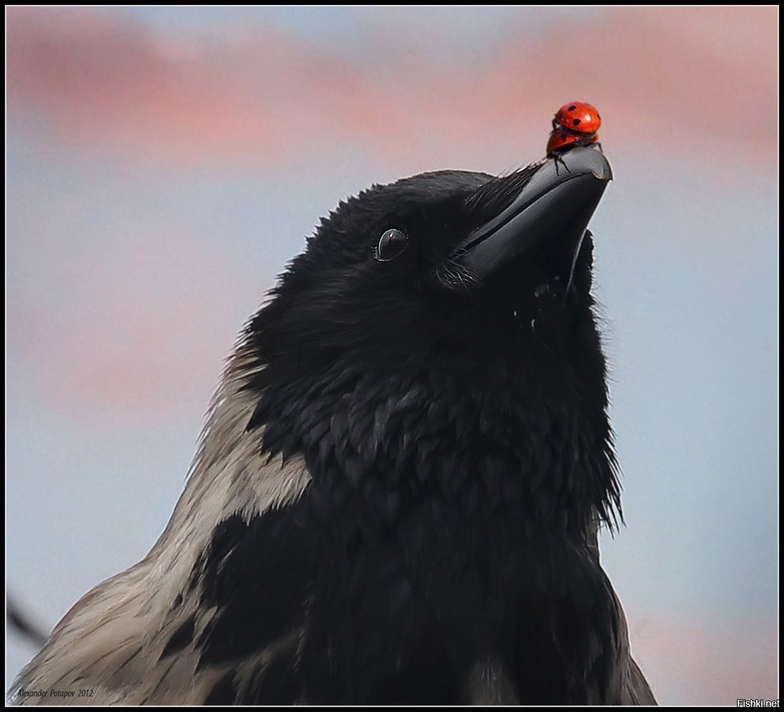 Ворон ворону глаз не выклюет