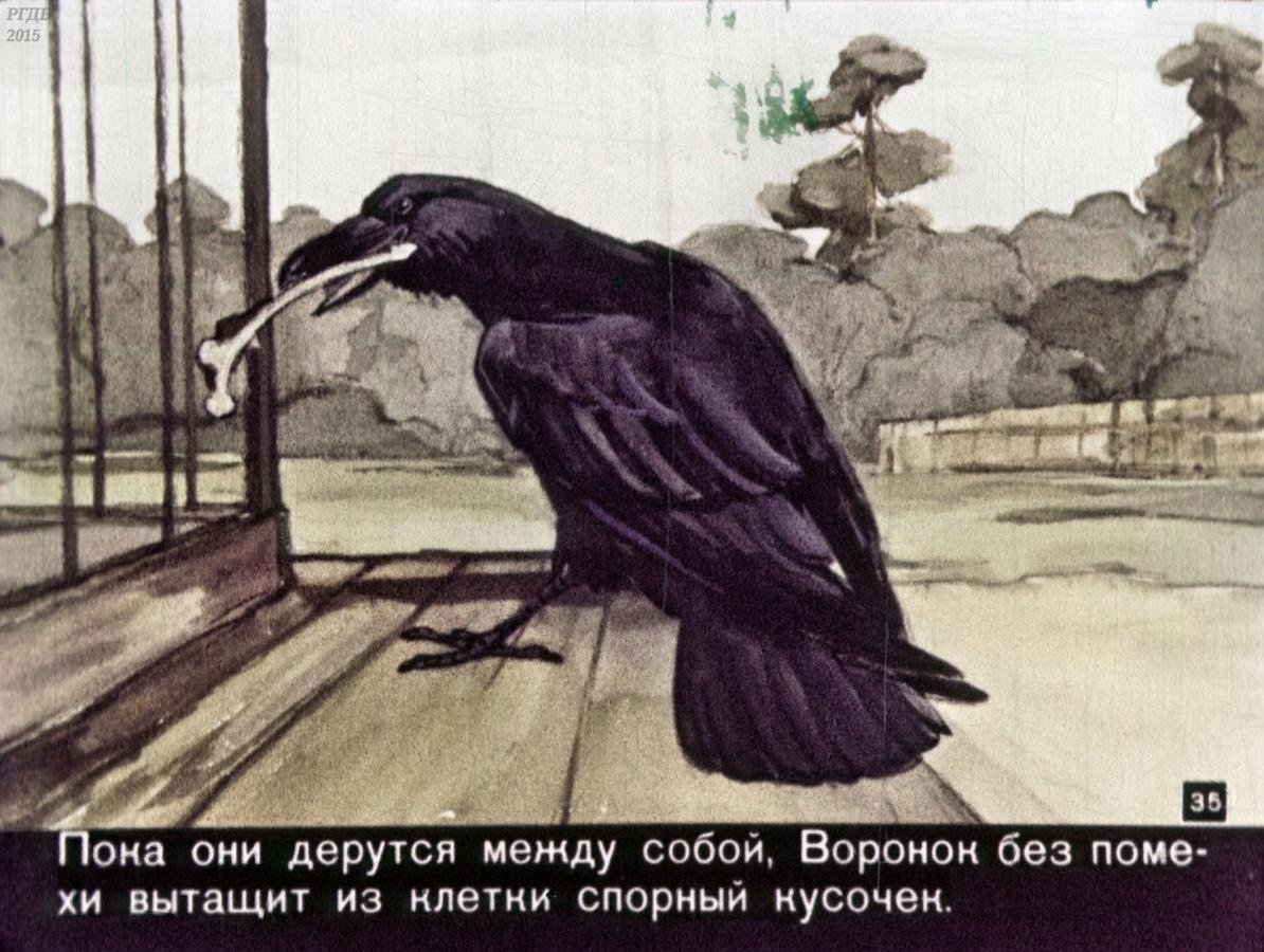 Открытка с вороной