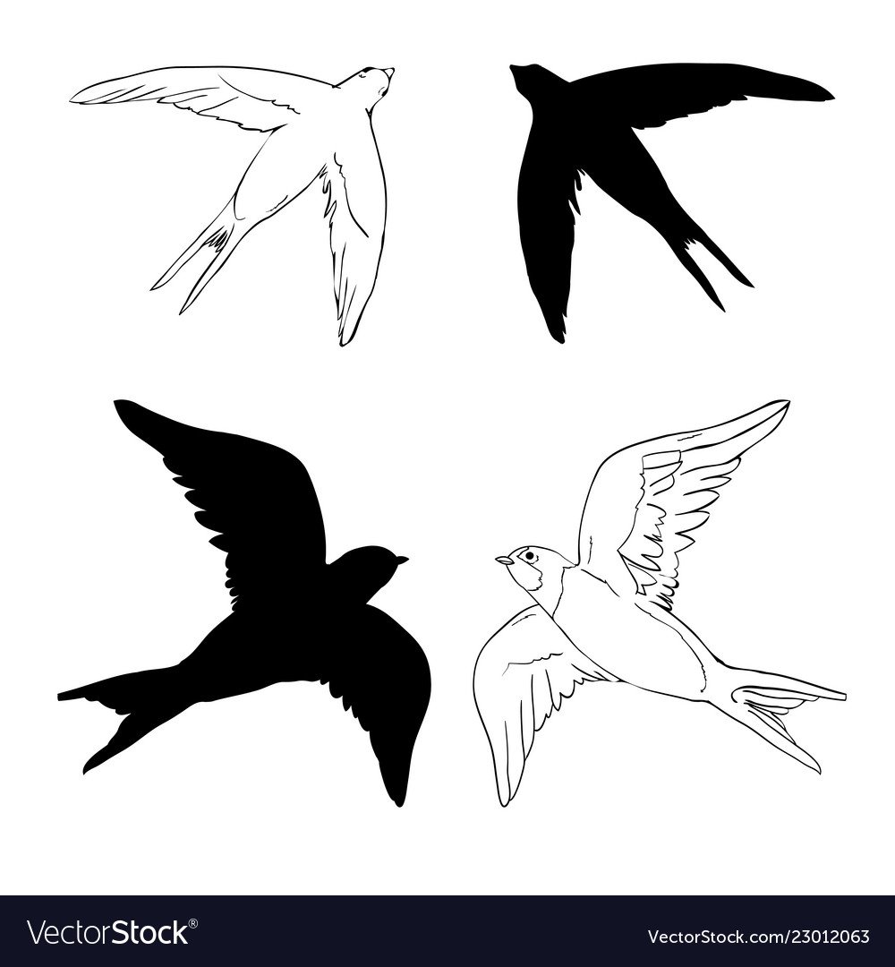 Ласточка векторный рисунок