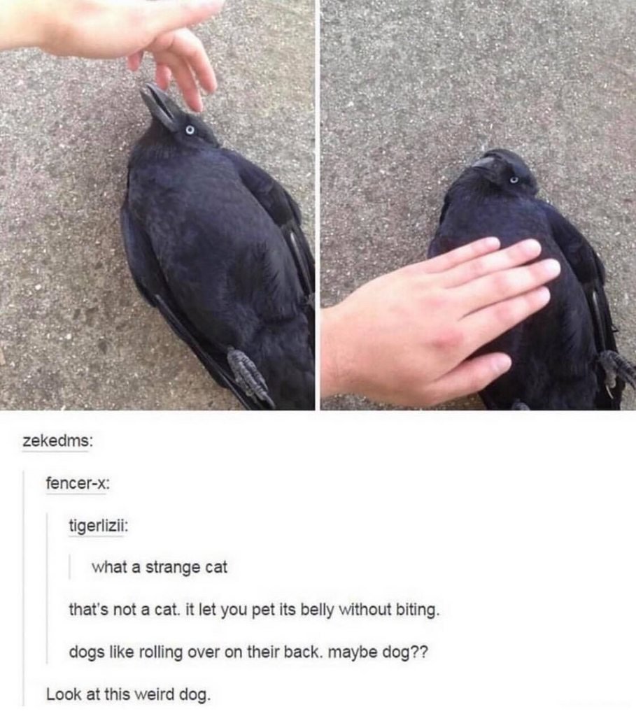 Сергей Ковалевский вороны