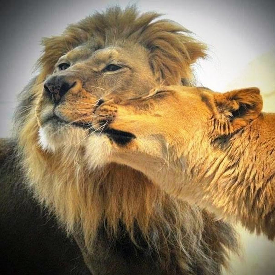 Лев и львица любовь картинки
