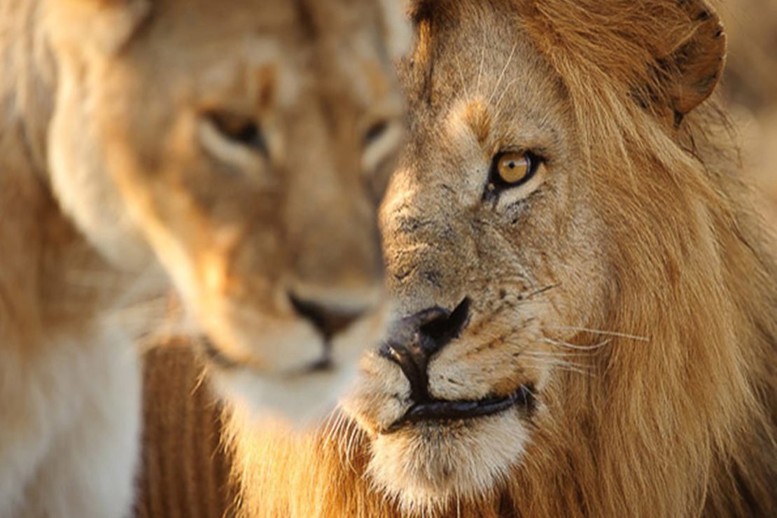 Львы любовь хорошего качества