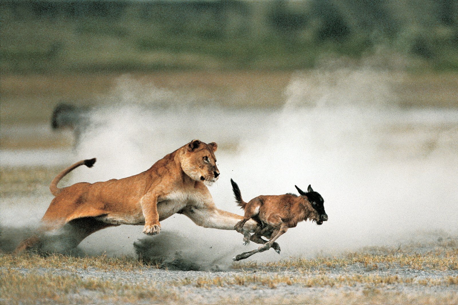 Видеть нападение. Львица охотится. Лев охотится. Пума охотится.