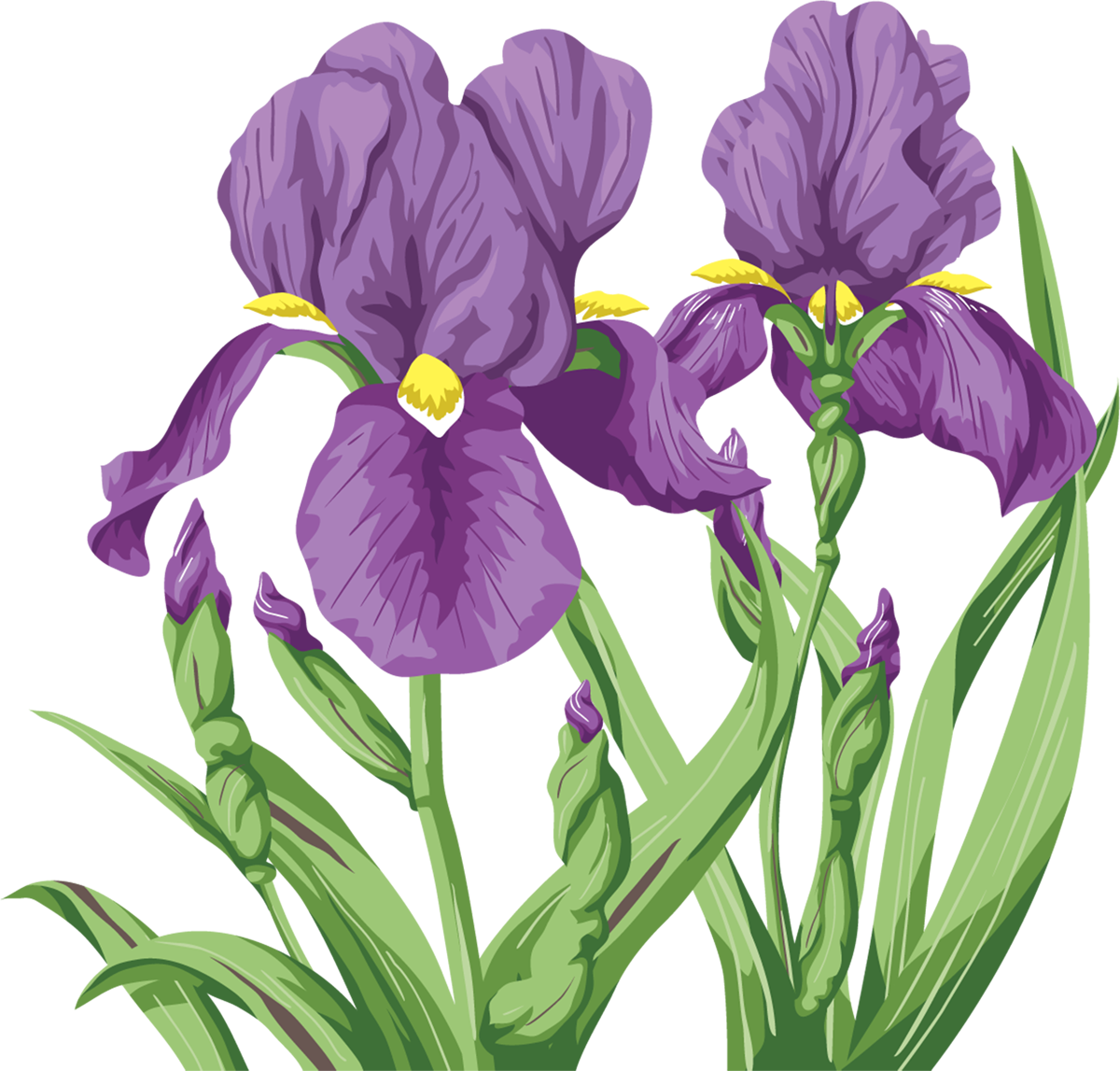 Ирис цветок вектор