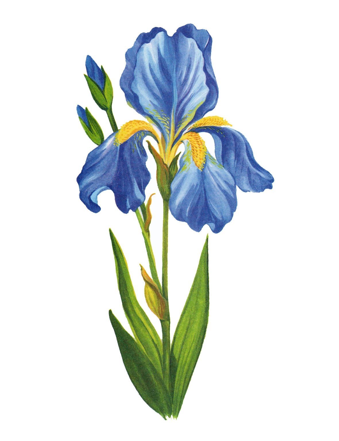 Демонстрационный материал цветы