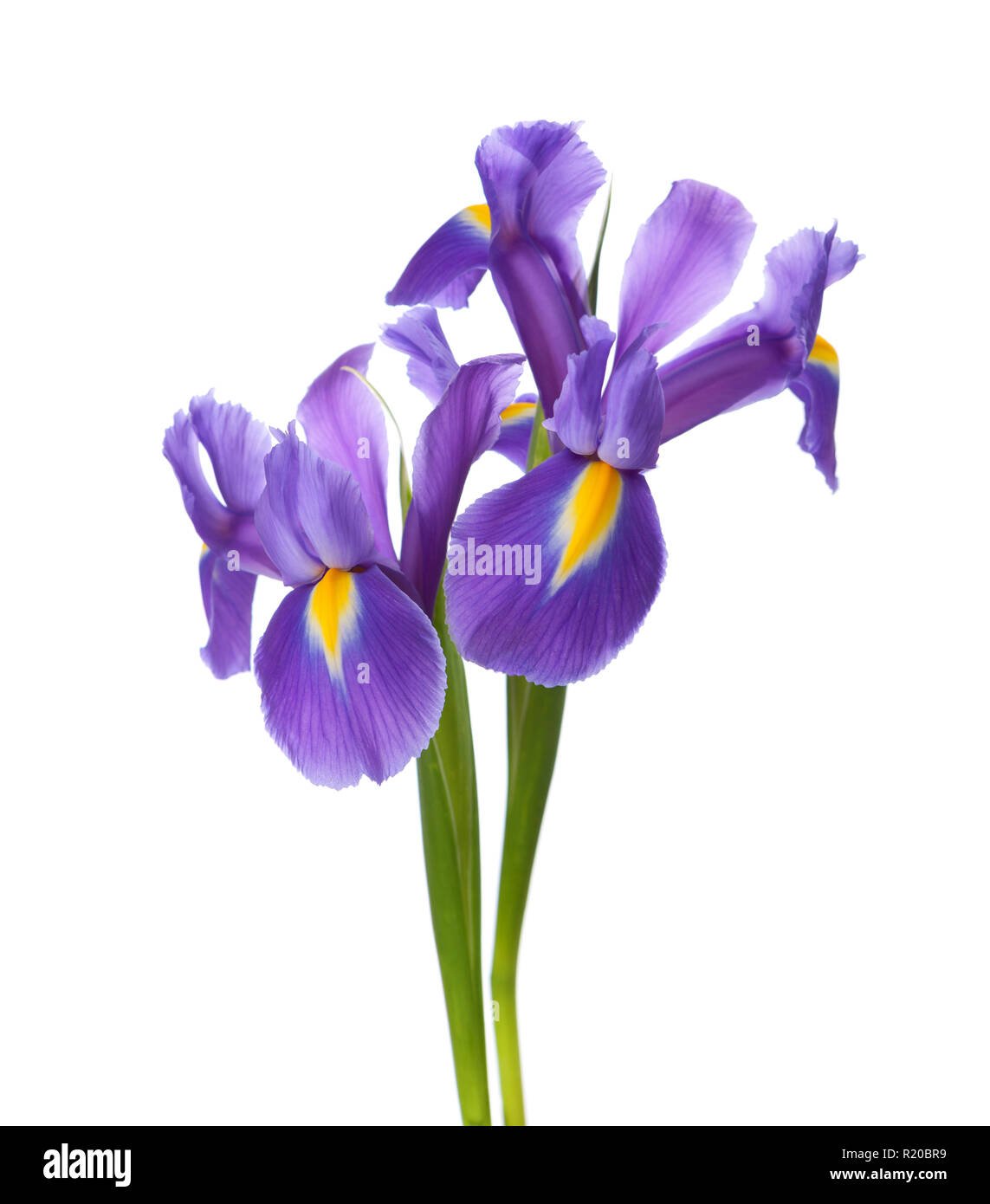 Ирис цветок рисунок