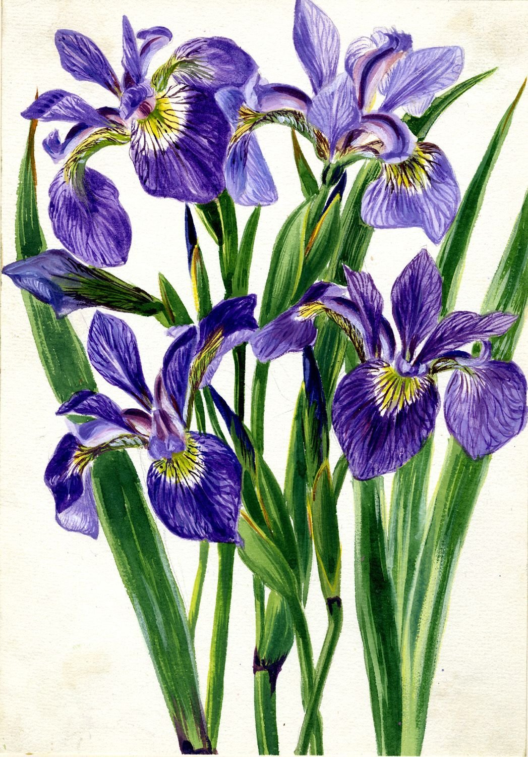 Нашивка Ирис