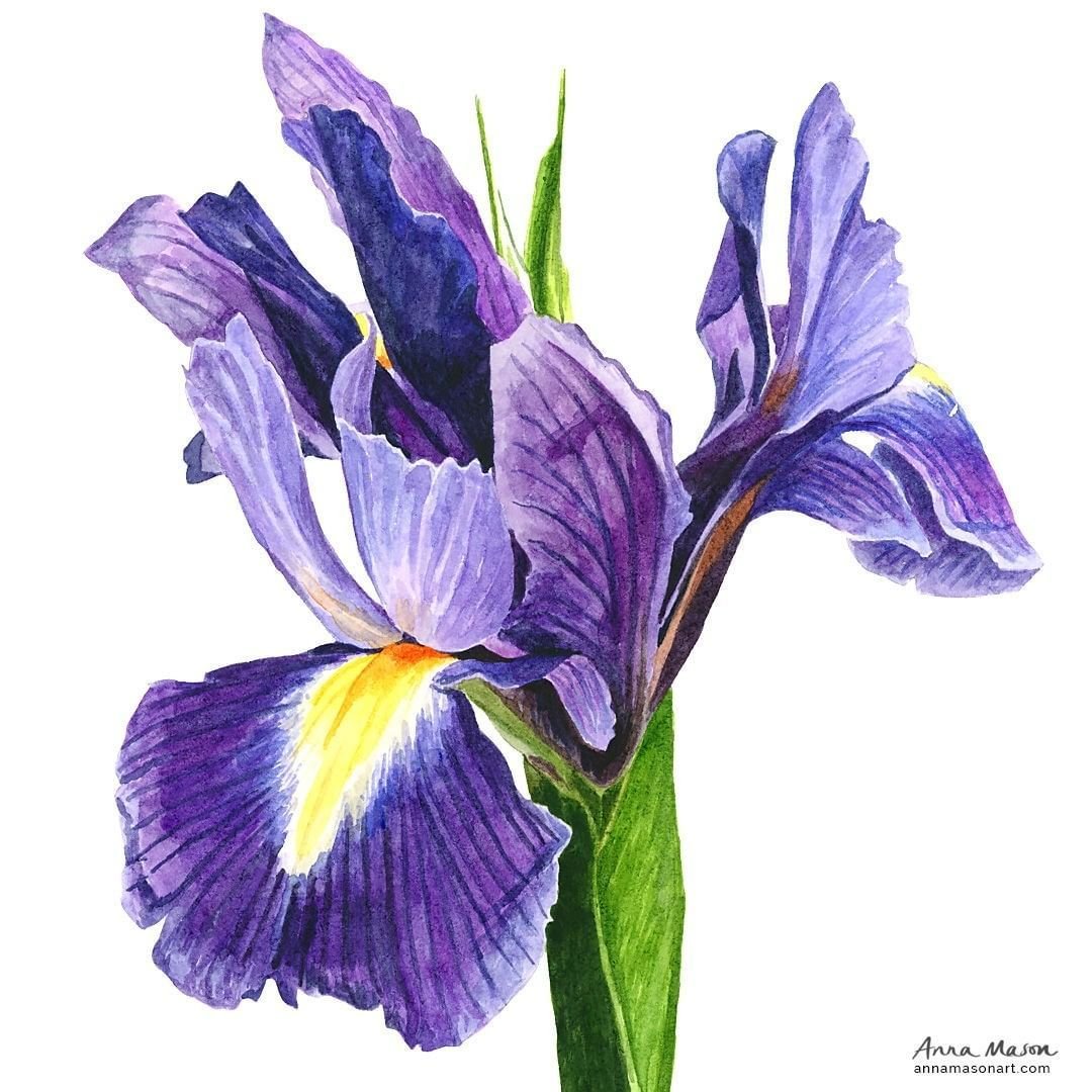 Цветы ирисы