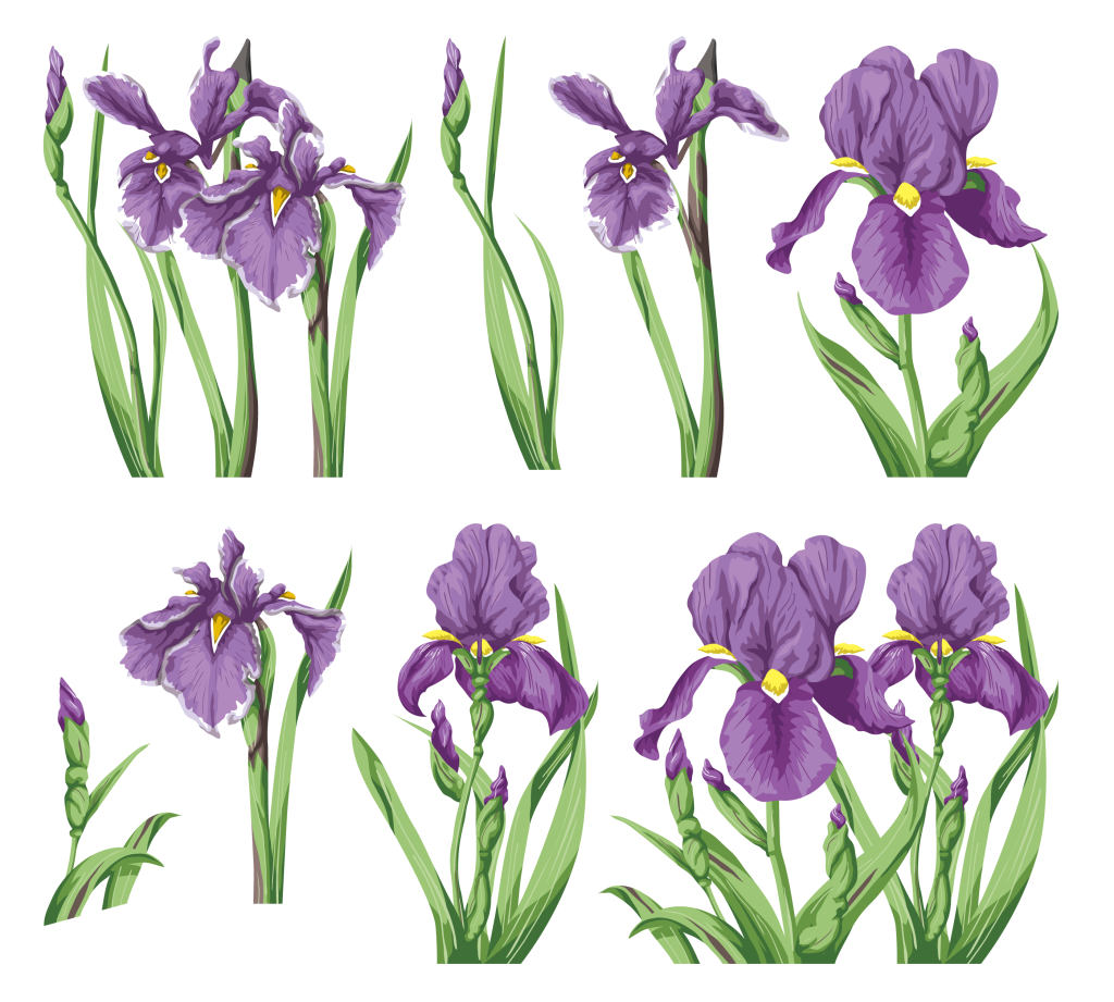 Цветок ириса вектор