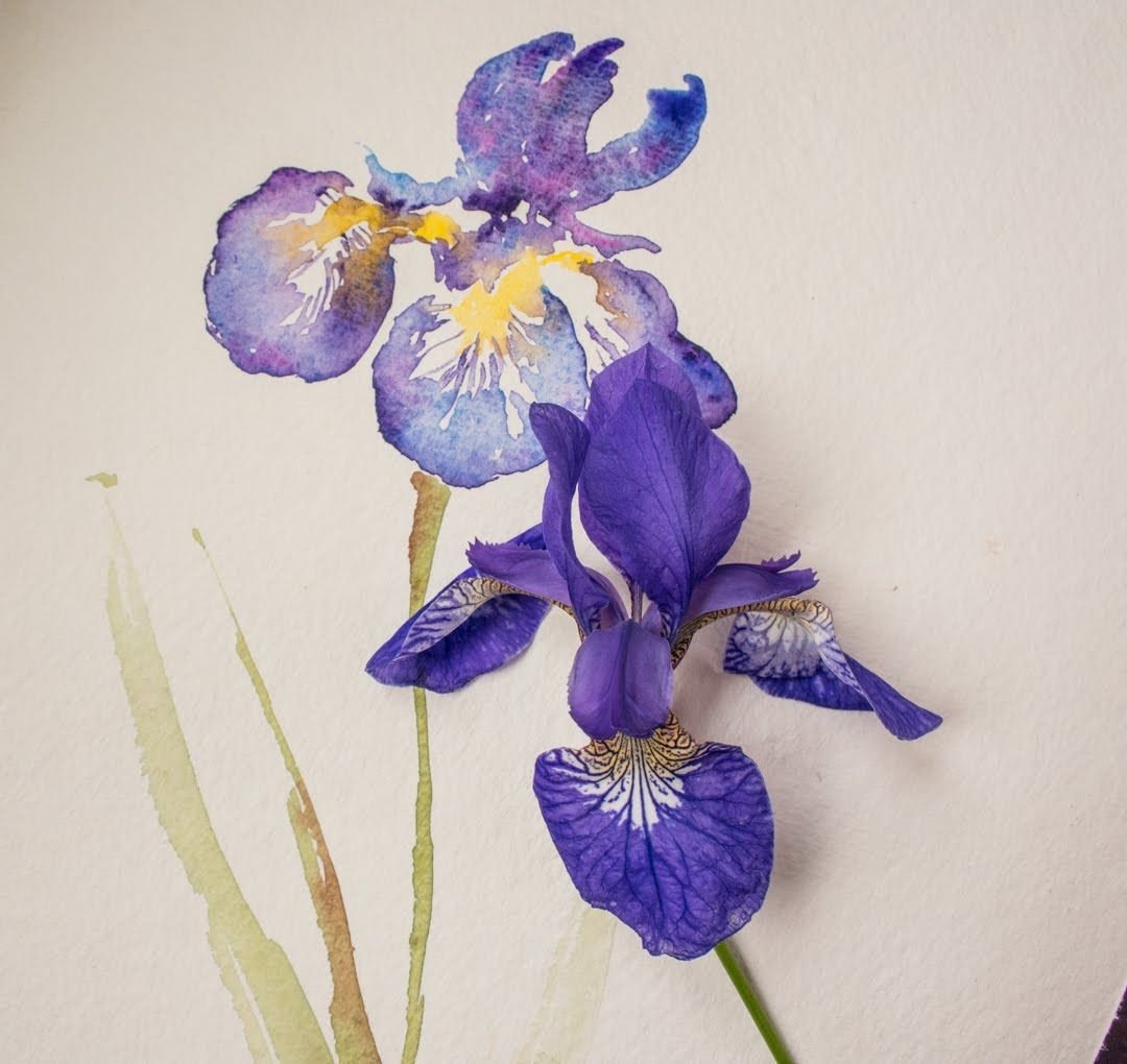 Синий Ирис на белом фоне