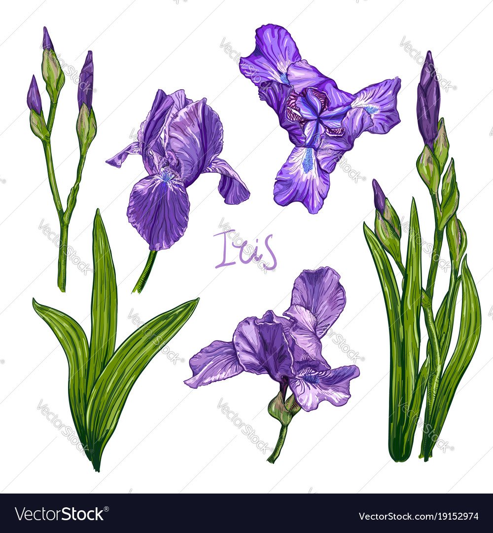 Ирис мультяшный