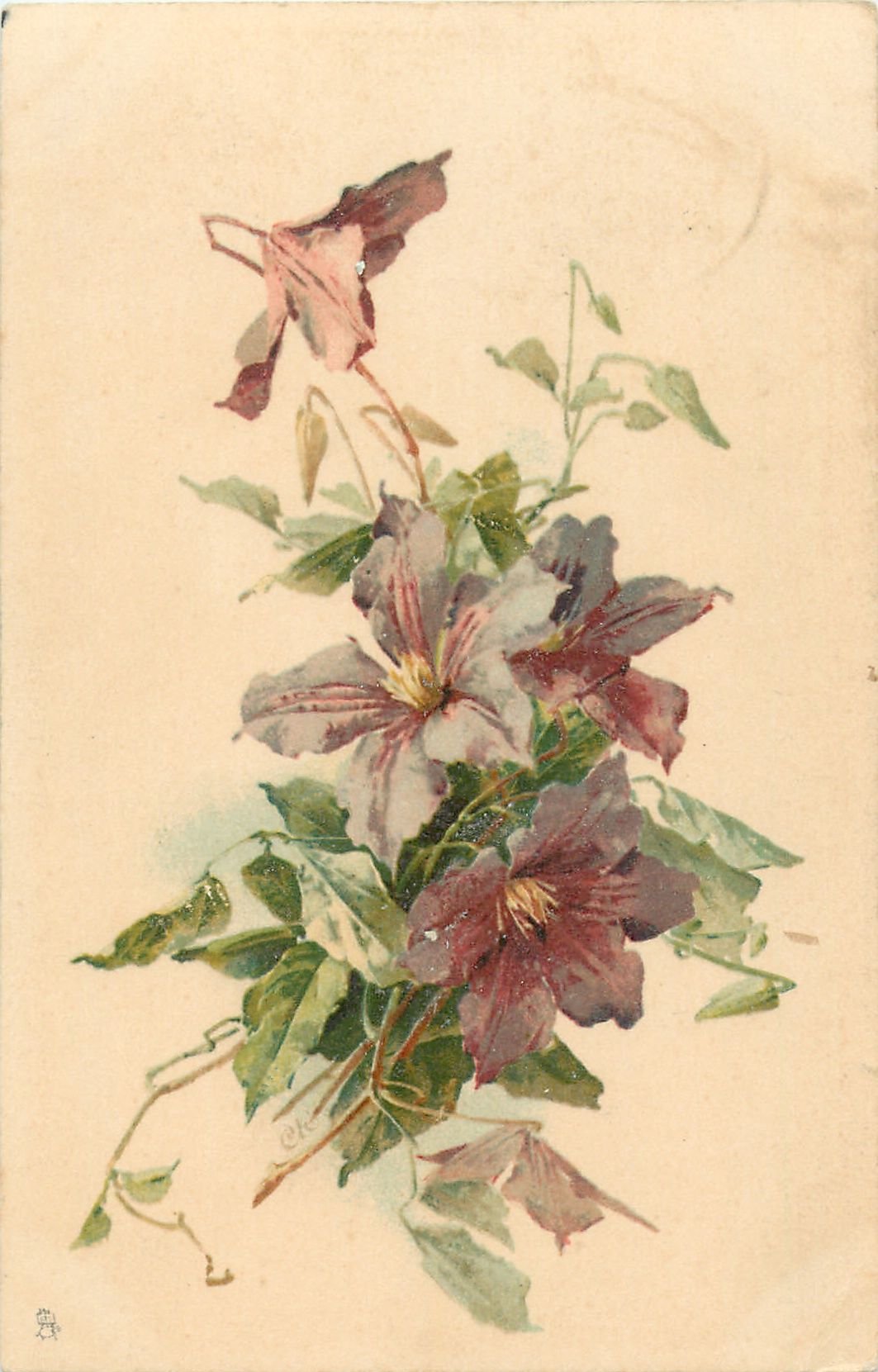 Ломонос виноградолистный