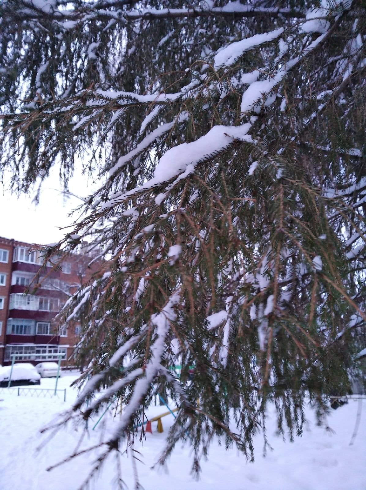 Глициния рисунок лёгкий