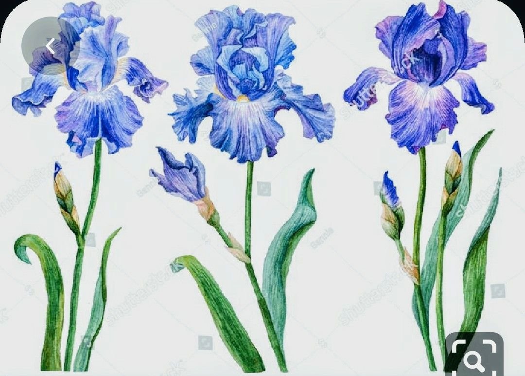 Ирис цветок рисунок