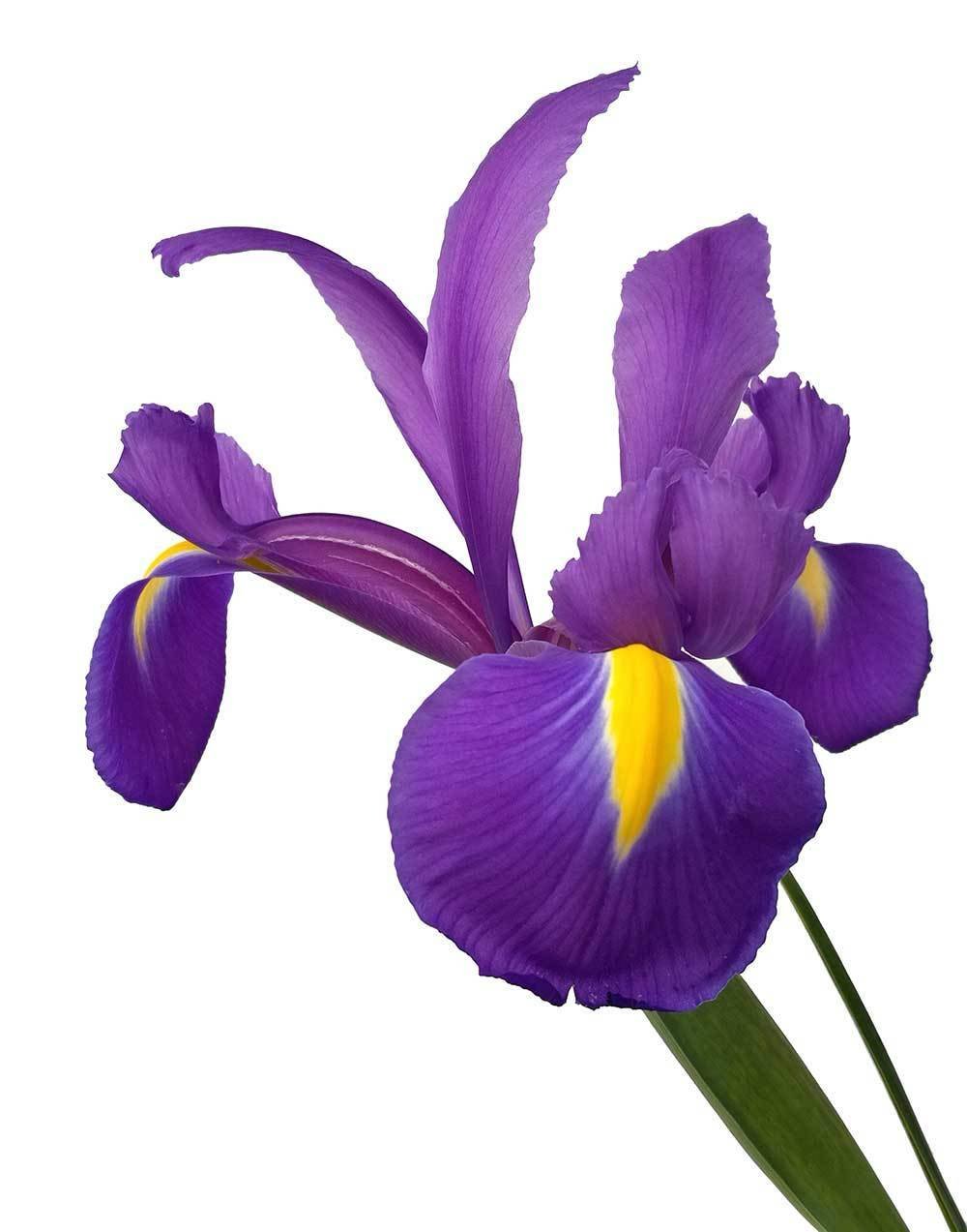 Ирис Чикита жако