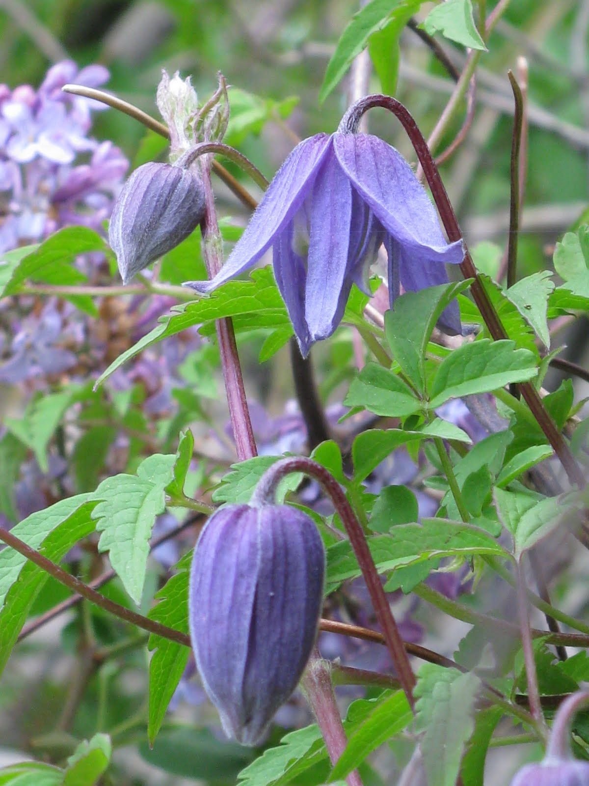 Клематис Фрагрант спринг