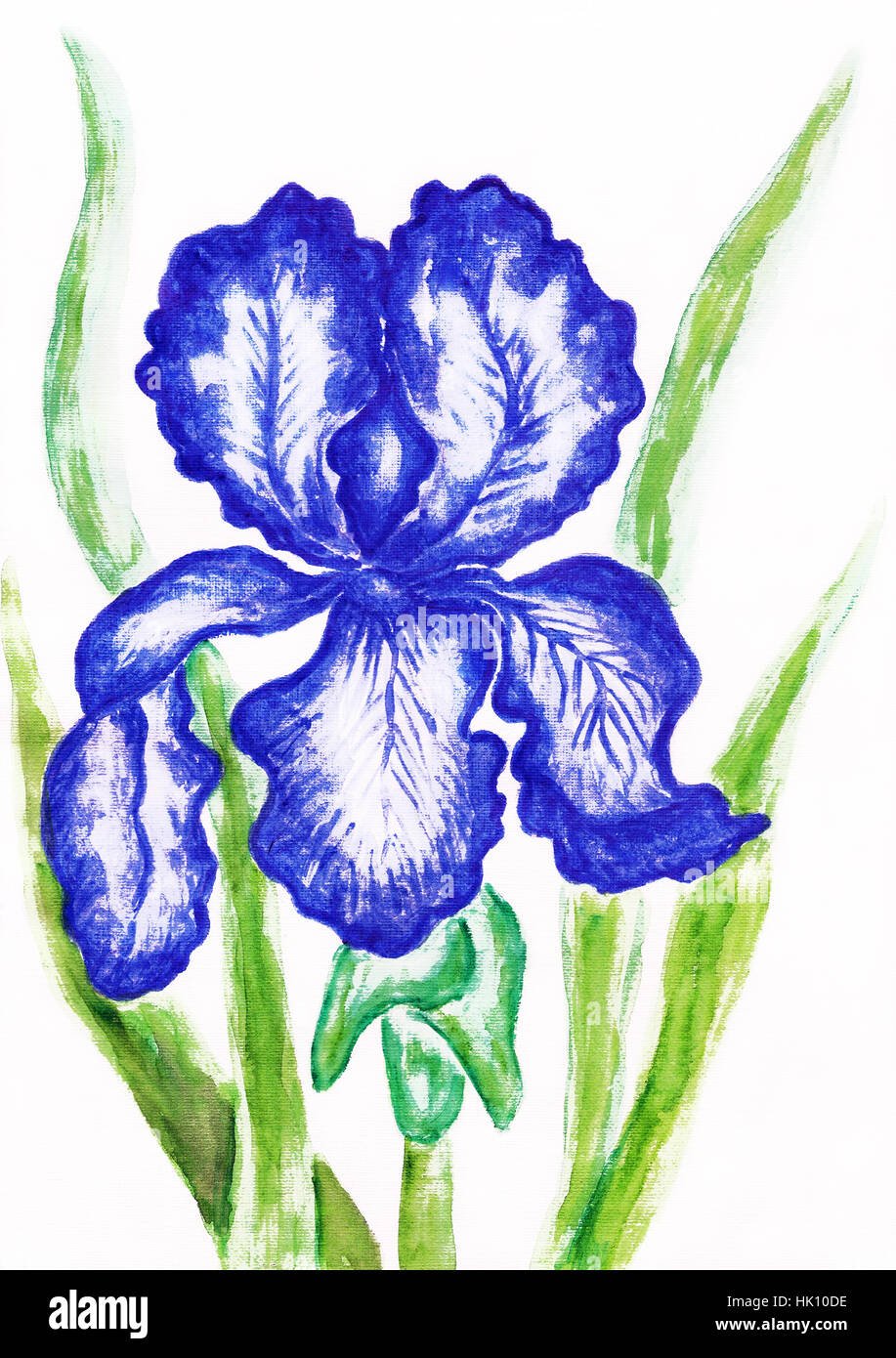 Касатик Ботаническая иллюстрация