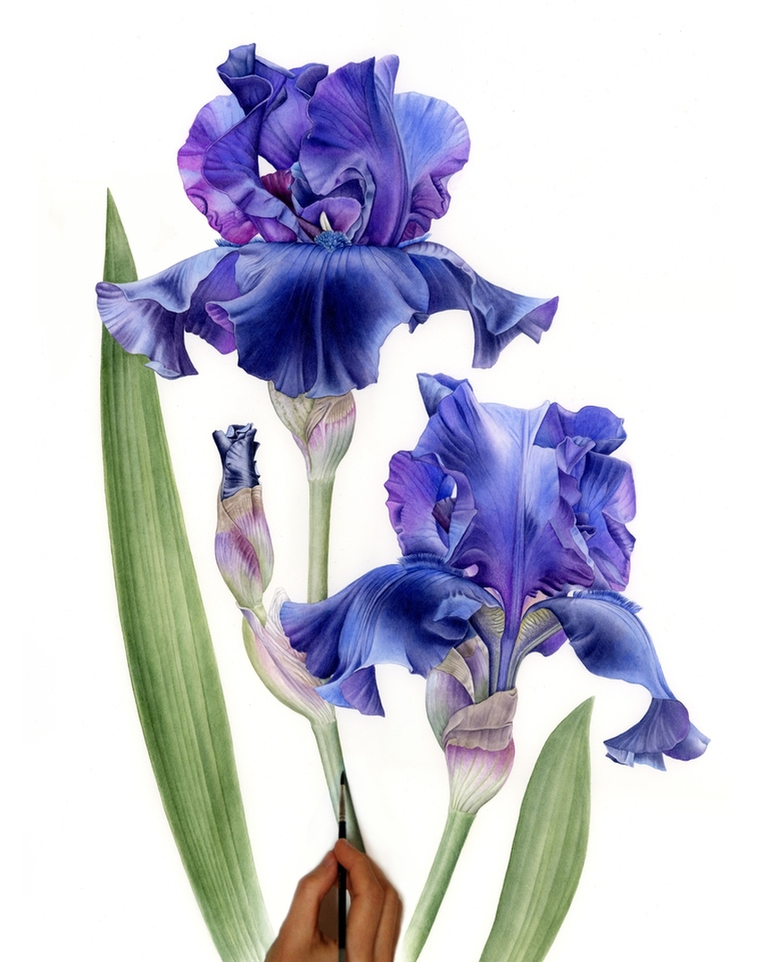 Ирисы карандашом для малышей