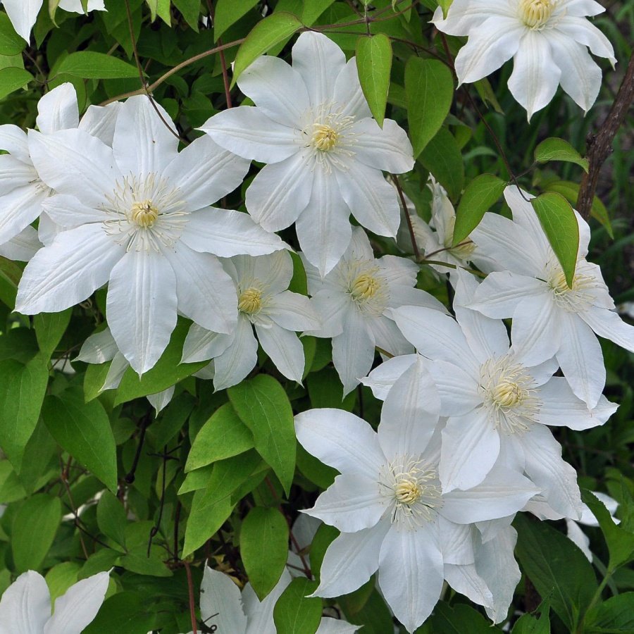 Клематис Ломонос
