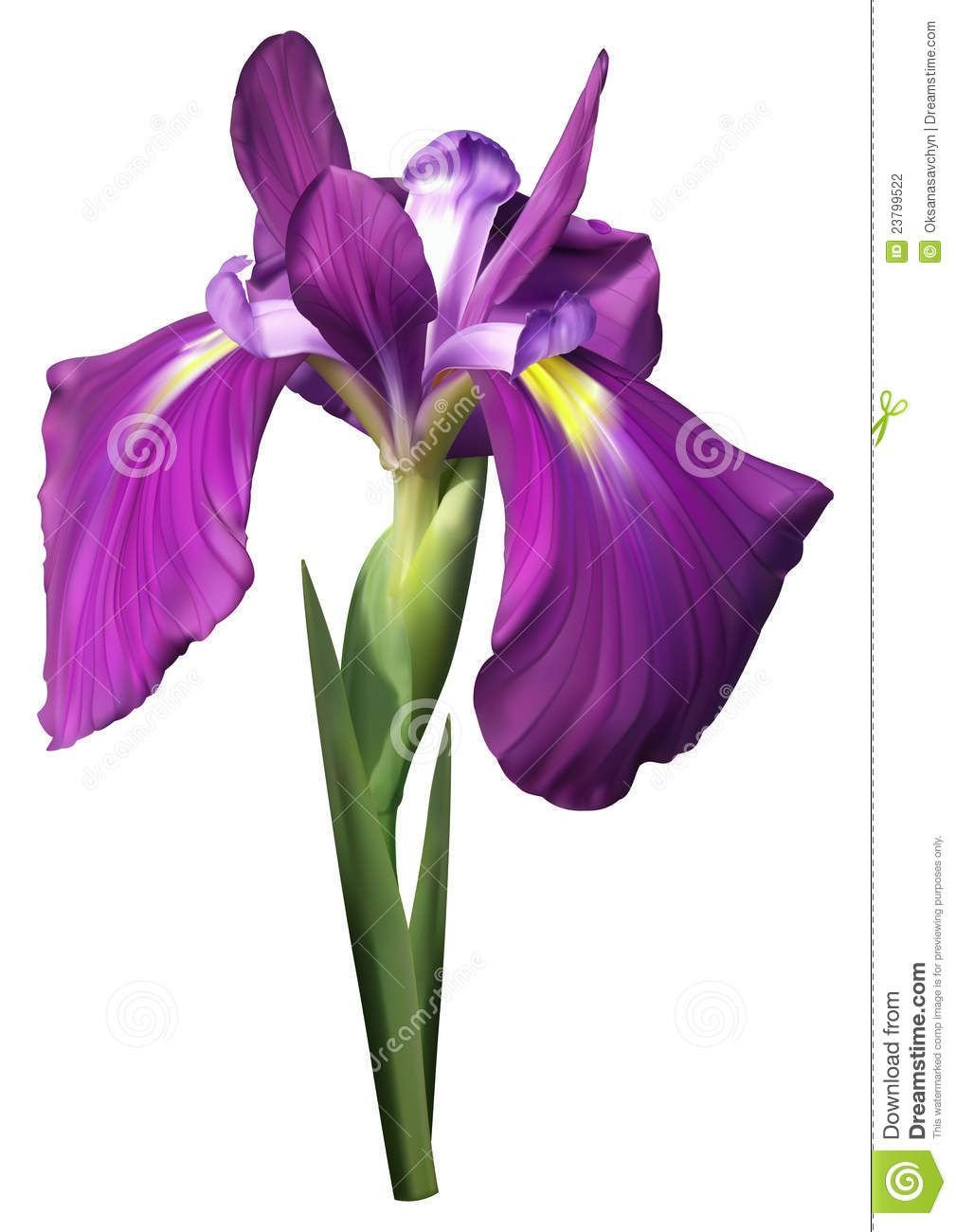 Blue Flower Watercolor Ирис