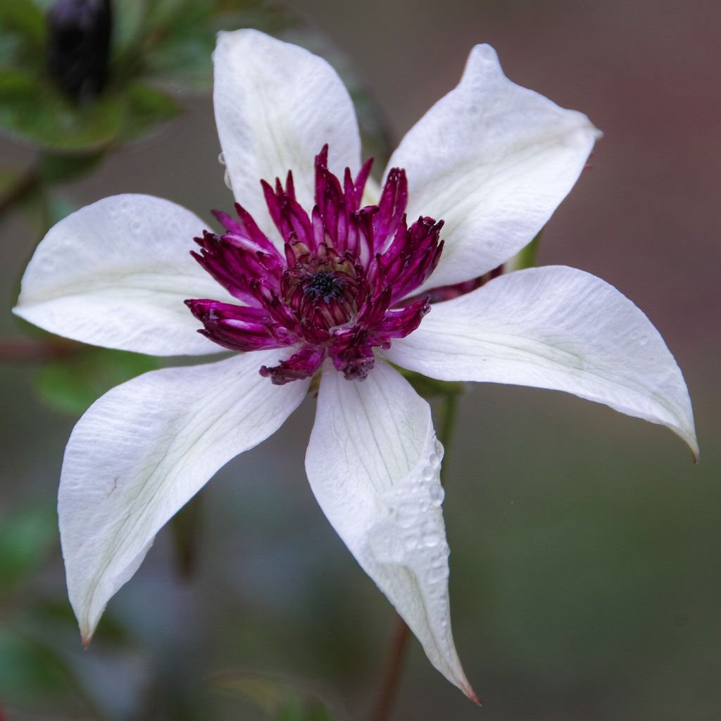 Клематис 'Frances Rivis'