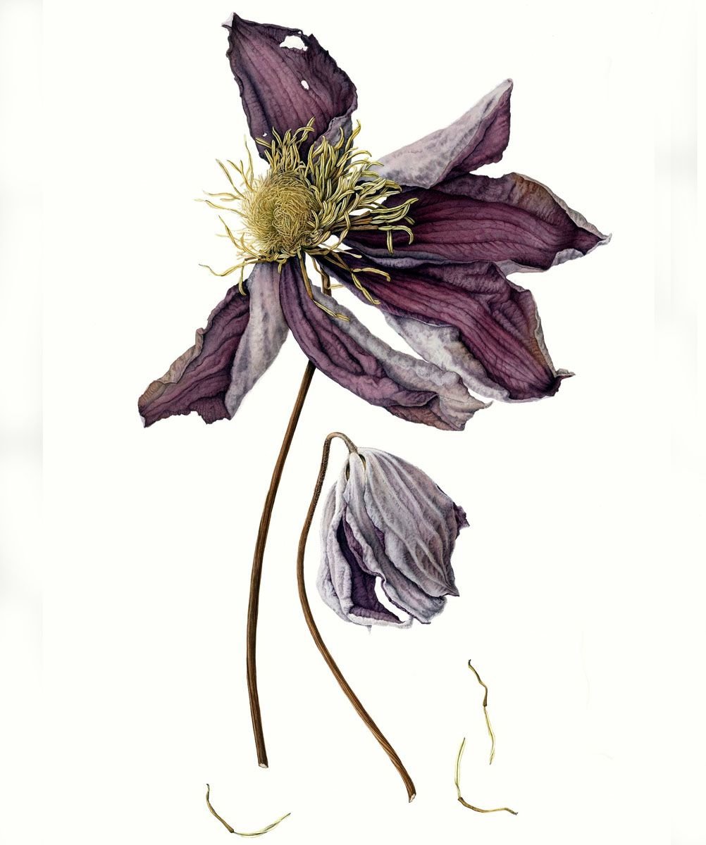 Цветок клематис белый