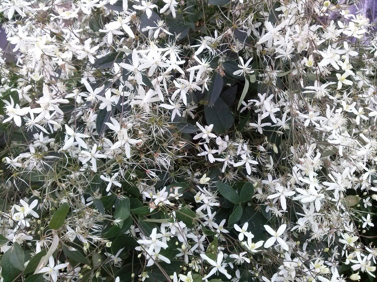 Клематис гербарий