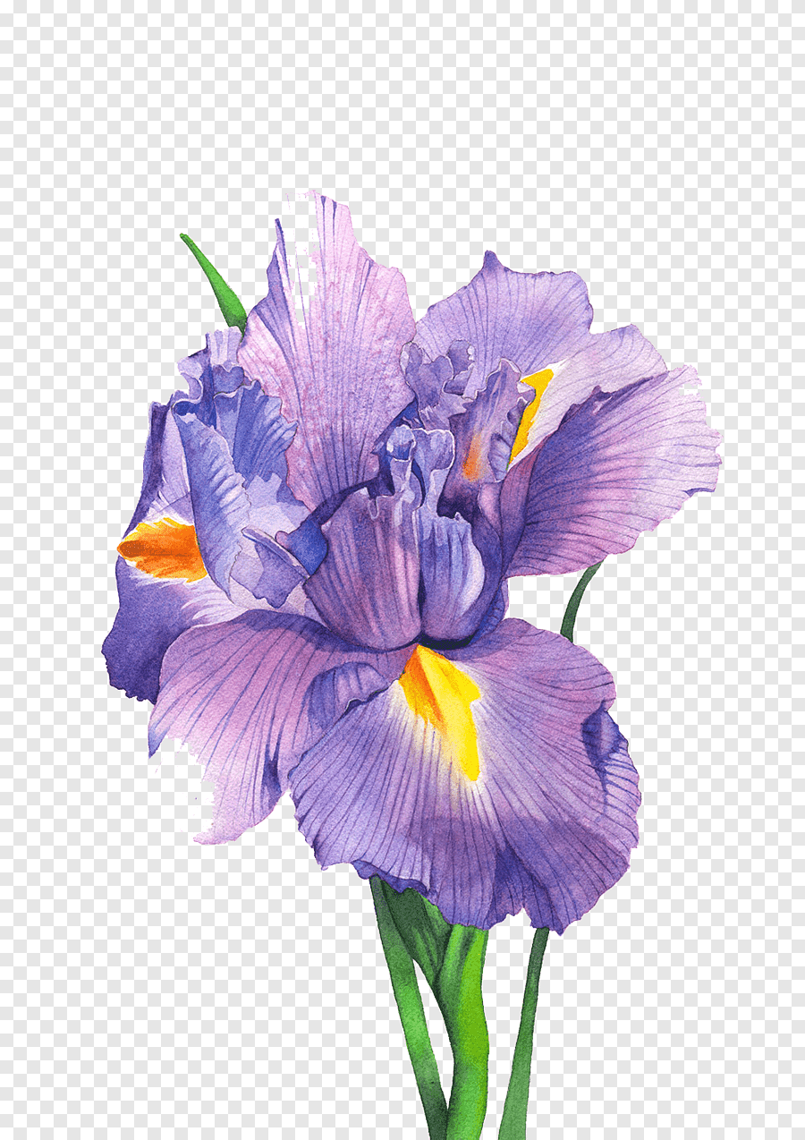 Ирисы акварелью Мари Берк