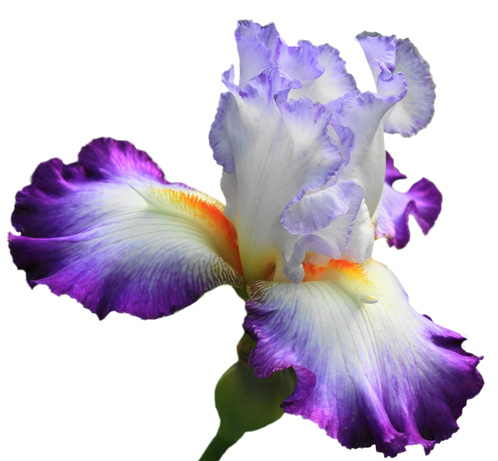 Медаль ирисы