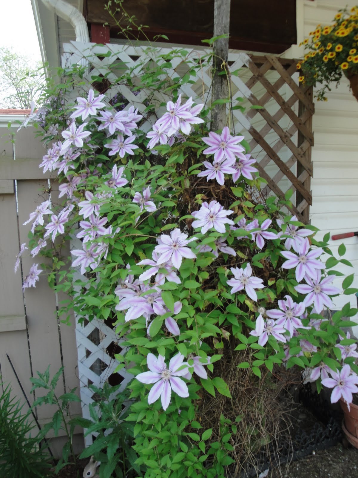 Клематис белый