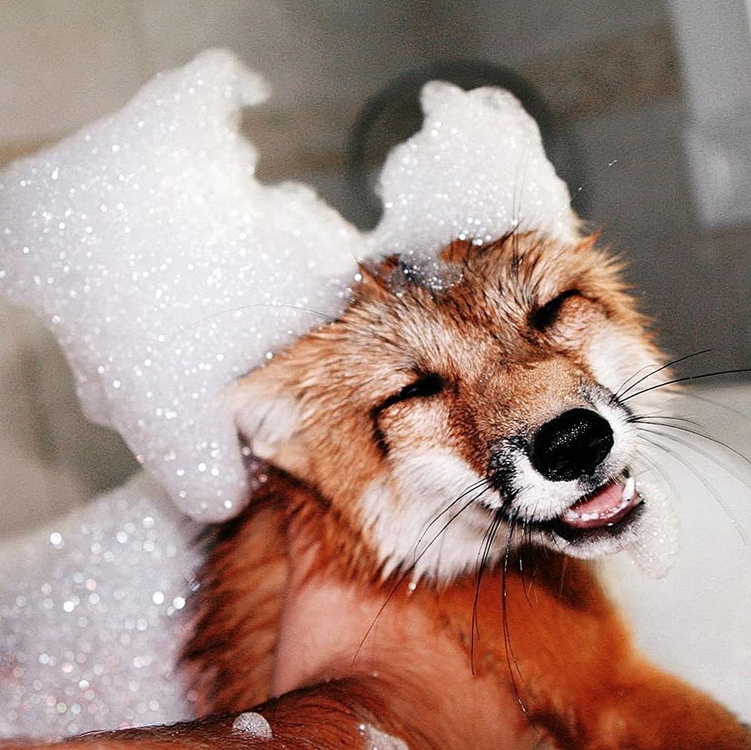 Джунипер Фокс