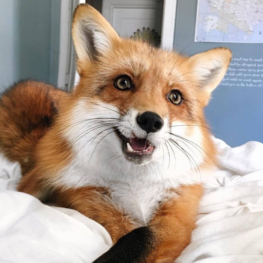 Веселая лиса