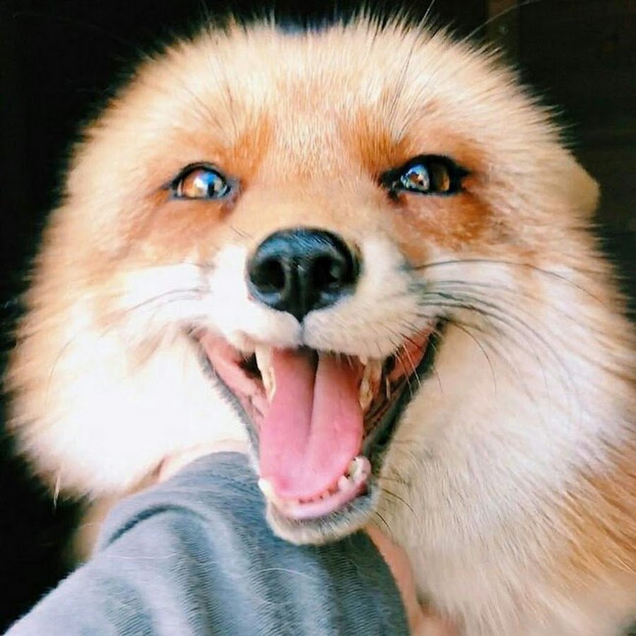 Лисья морда