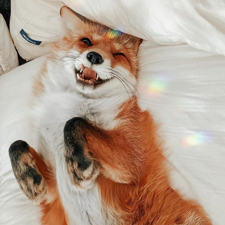 Счастливая лиса Джунипер