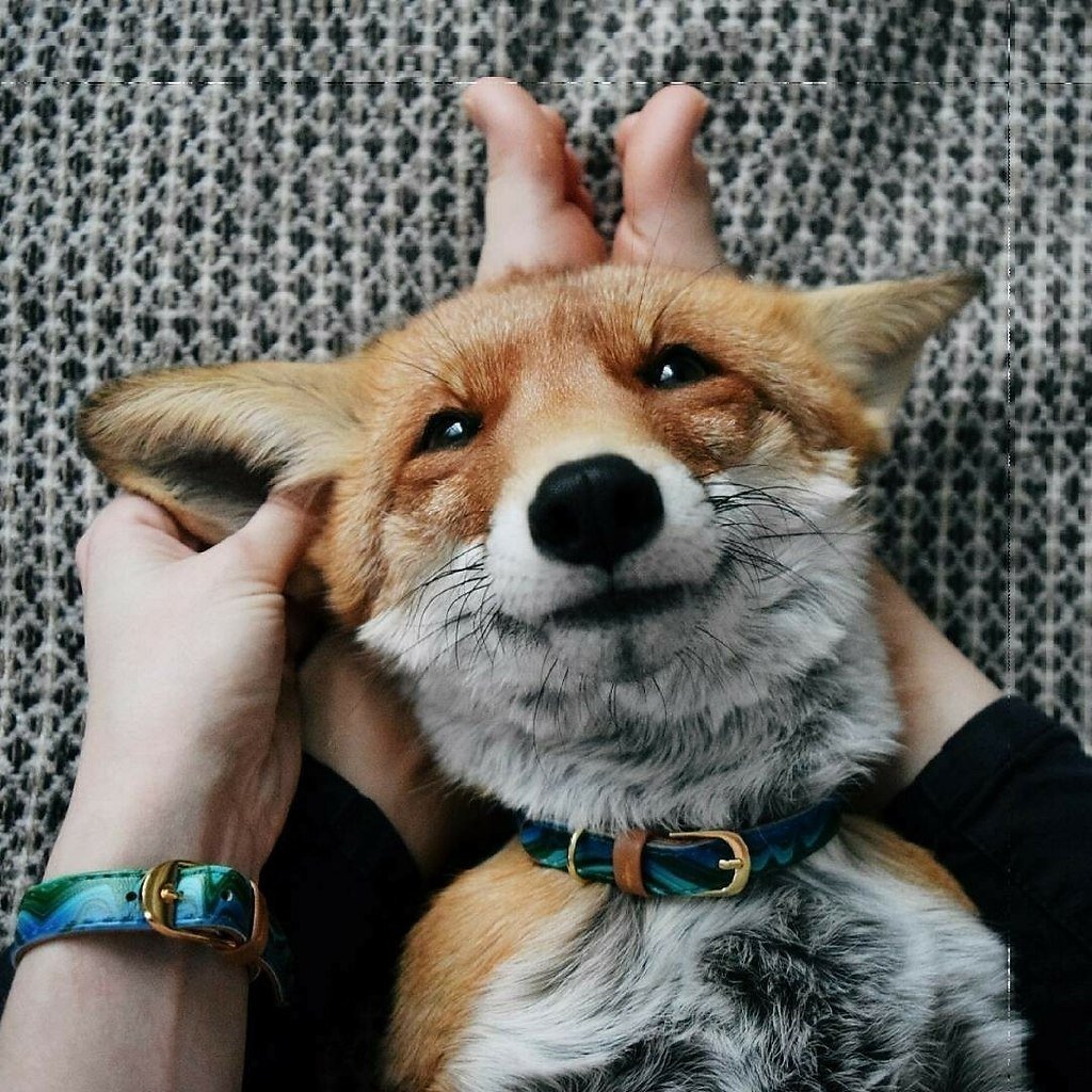 Домашняя лиса