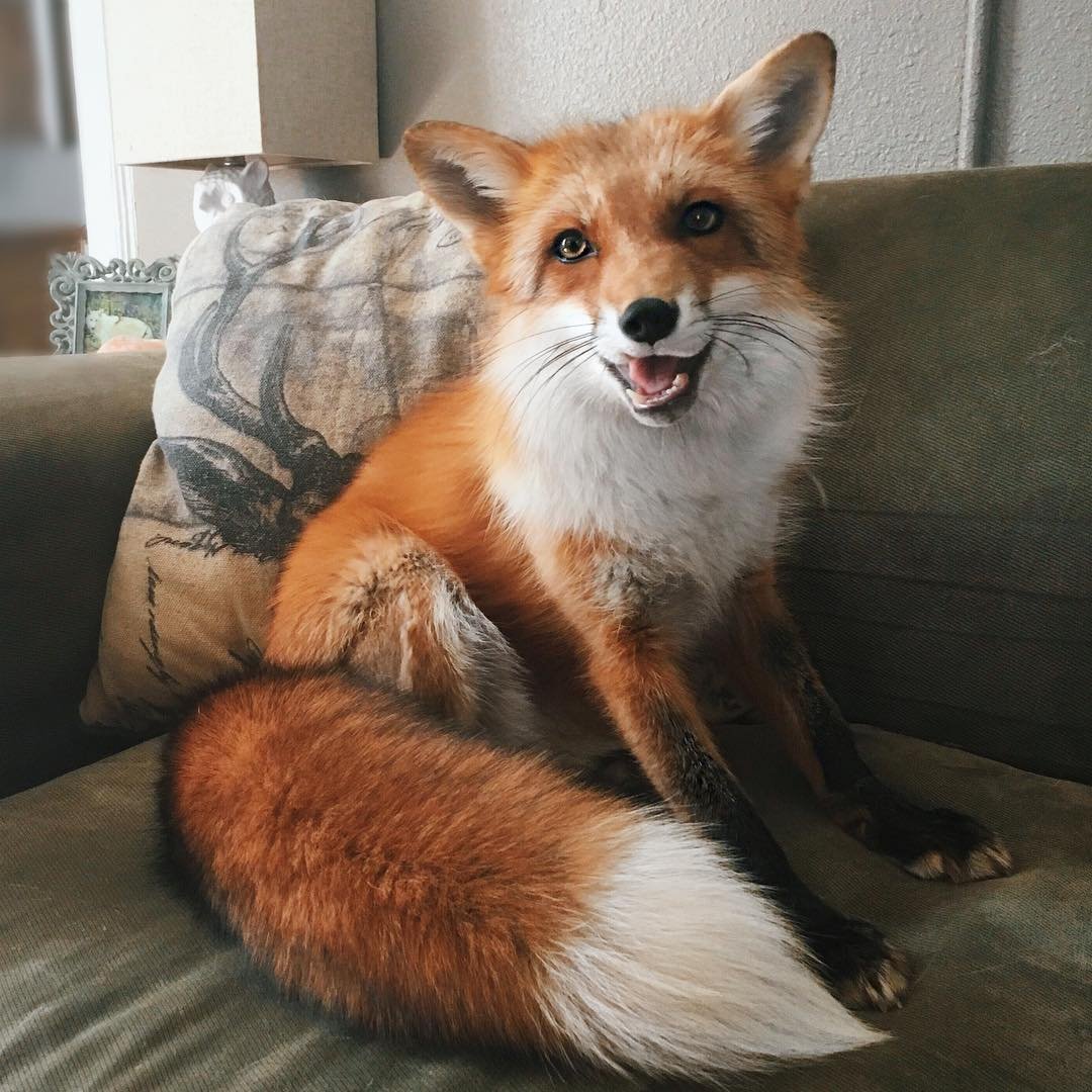 Домашняя лиса