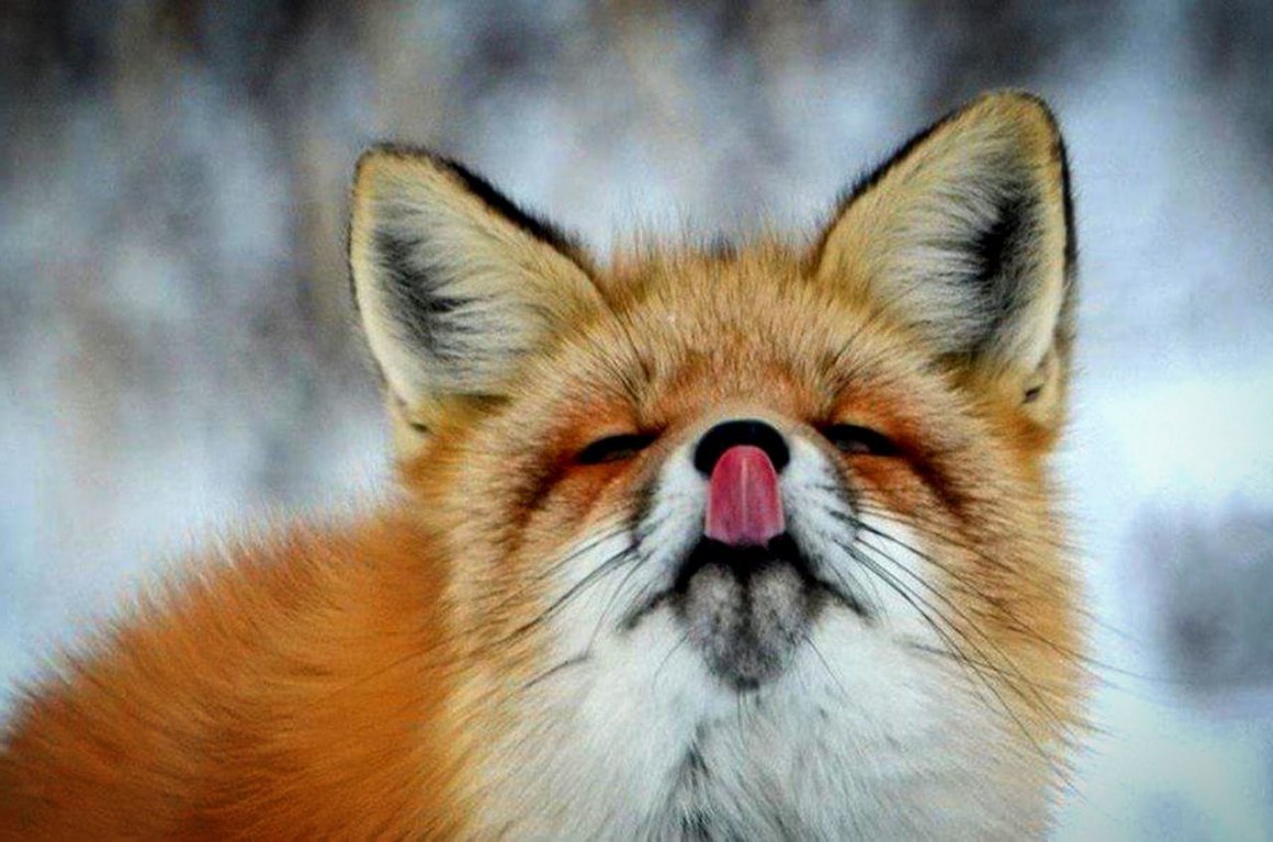 Хитрая лиса